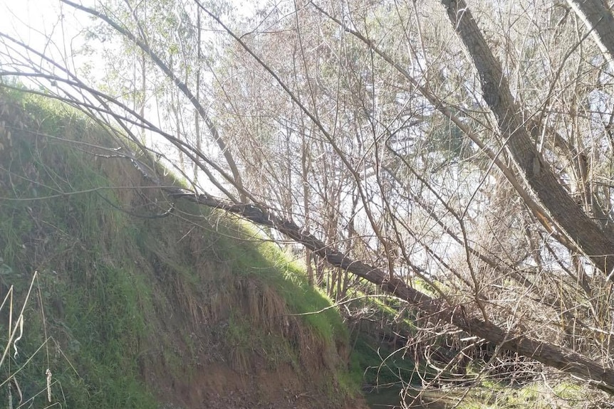 Image of trees and creek bed