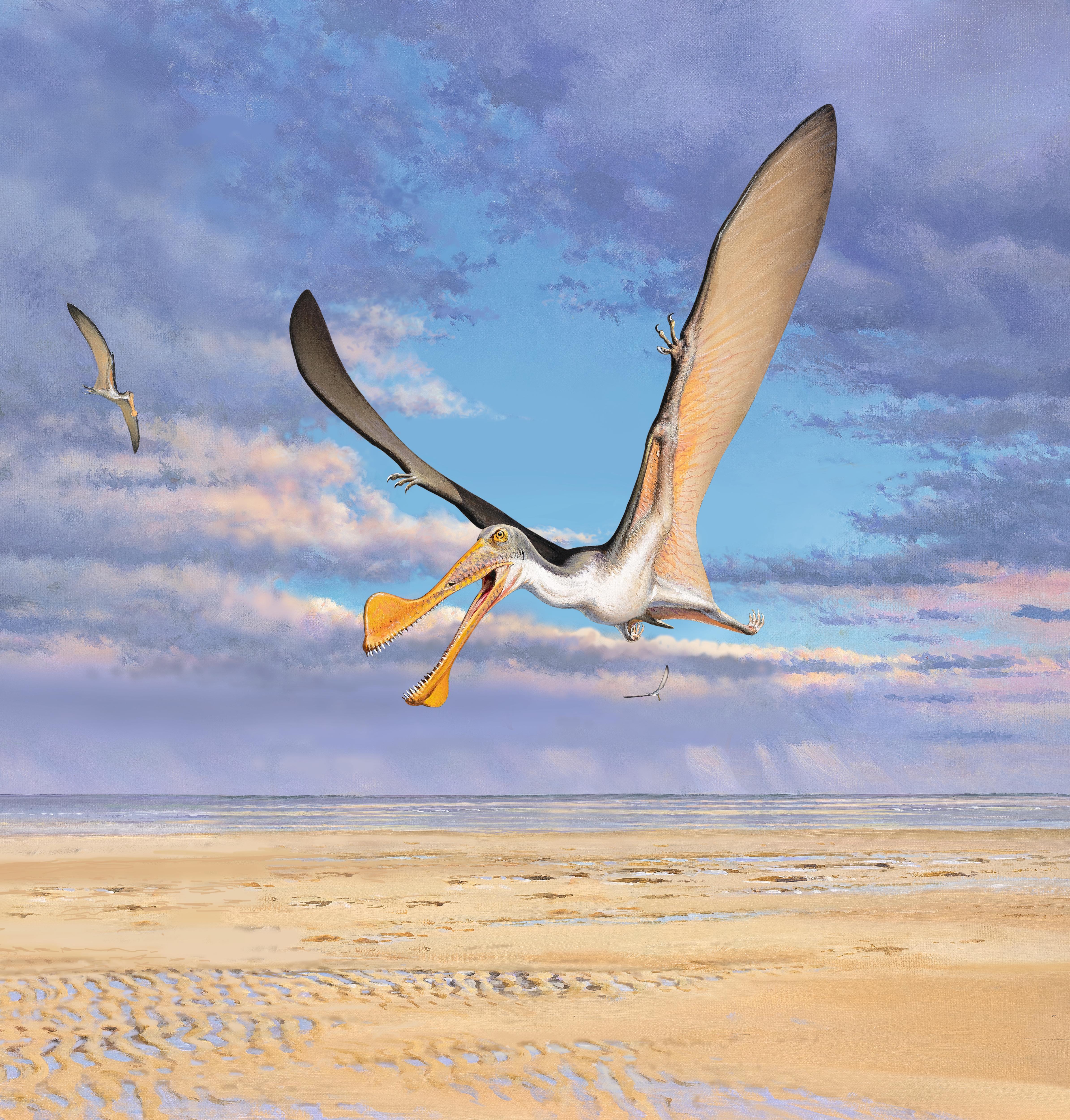 Ancient Wings Unearthed: 107-Million-Year-Old Fossil Pterosaur Bones ...