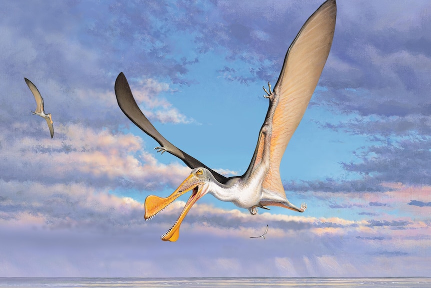 200-million year old Pterosaur 'built for flying
