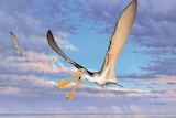 Artist impression of a pterosaur flying over a beach