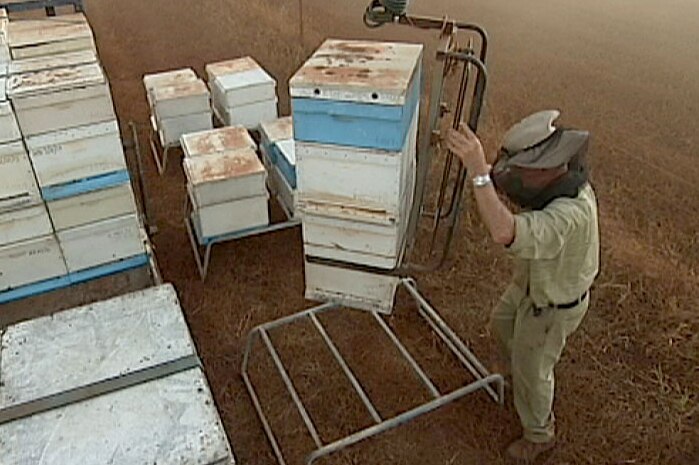 Beekeeper Rusty Hill unloads dozens of hives at an NT melon farm in August 2014.