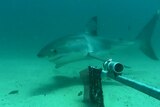 A shark swims past Clever Buoy