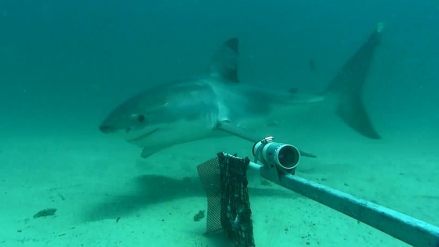 A shark swims past Clever Buoy