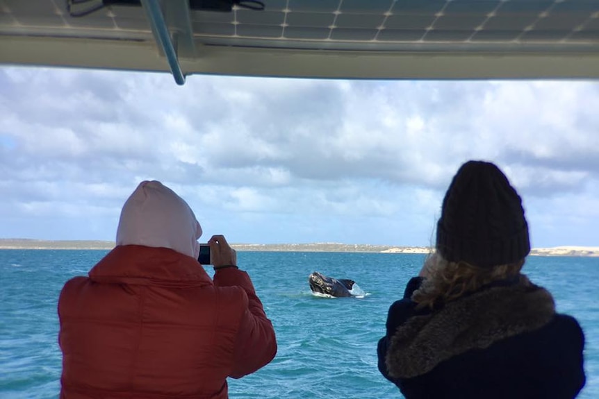 Two tourists capture a whale breaching from a boat.