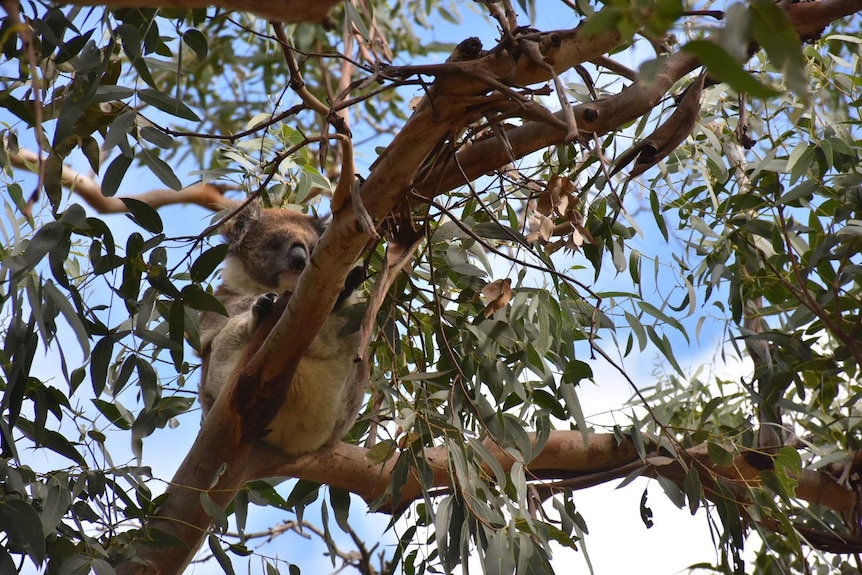 A healthy koala in a tree at Cape Otway, Victoria.