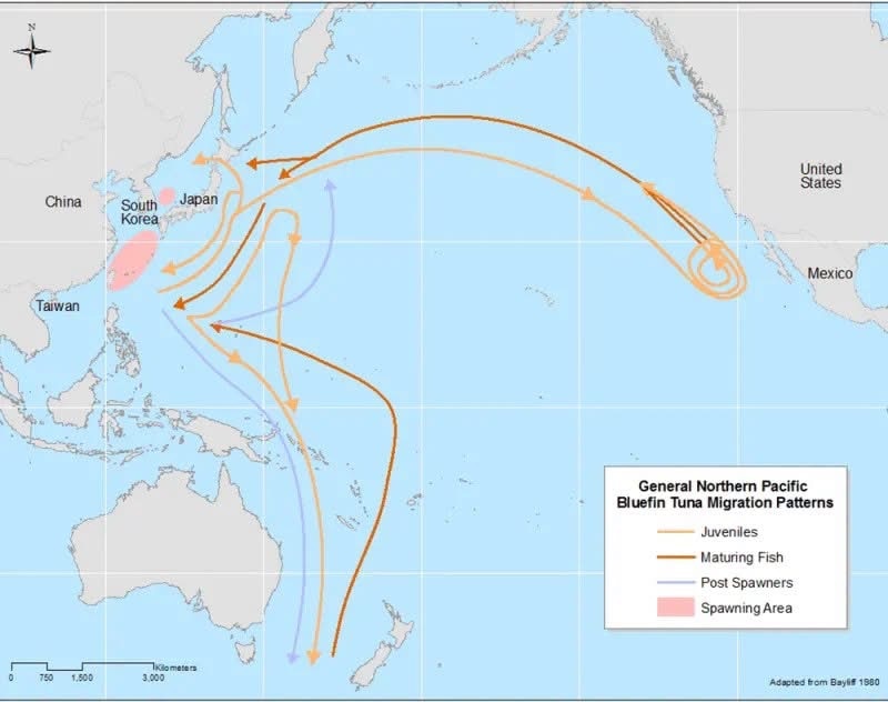 A map with lines and paths showing migration patterns of Pacific bluefin tuna across the Pacific Ocean