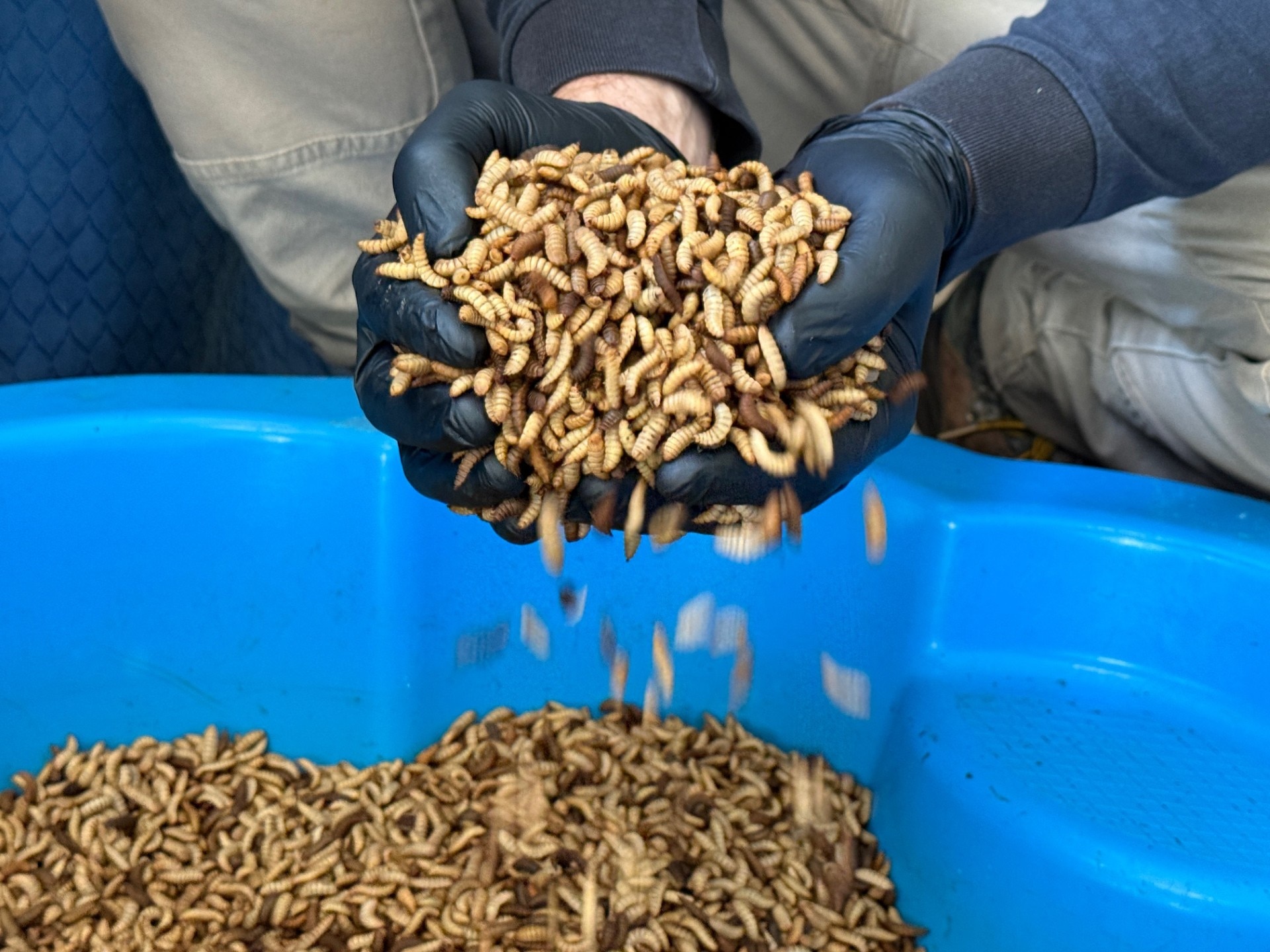 Couple's side hustle uses grubs to turn food waste into high protein feed