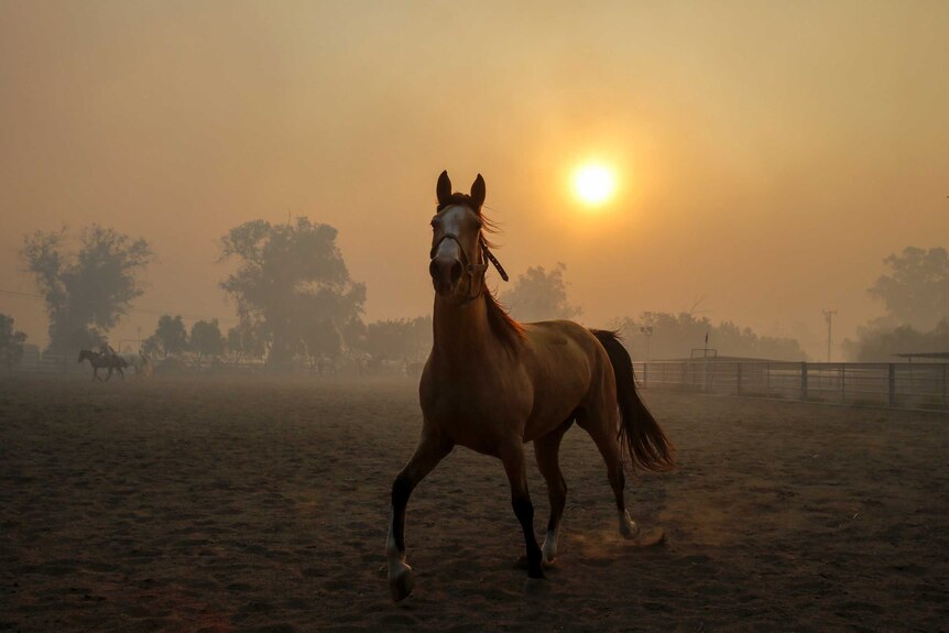 A horse trots around an enclosure as a haze settles over the land. Horses in background are evacuated