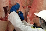 a person inspecting meat carcases