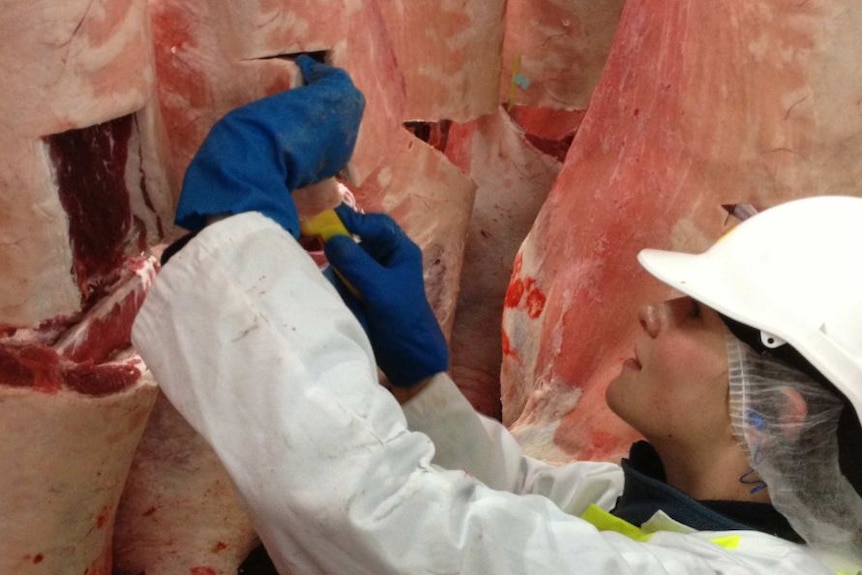 a person inspecting meat carcases