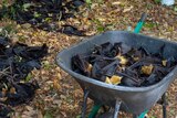 Spectacled flying fox carcasses lie on the ground and in a wheelbarrow
