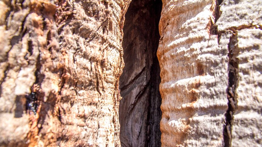 Close up of an opening in the trunk of a tree showing carved lines in the wood underneath