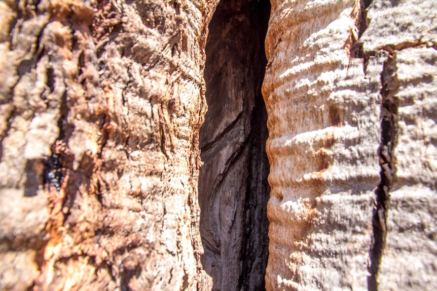 Close up of an opening in the trunk of a tree showing carved lines in the wood underneath