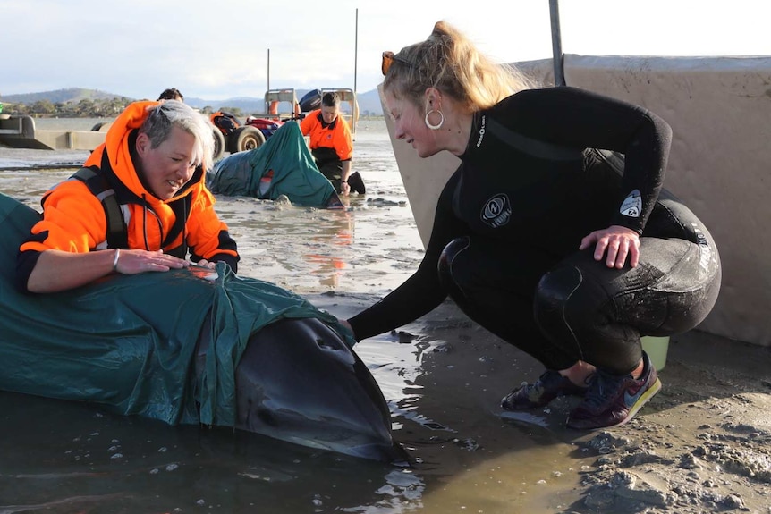 Rescuers attend to one of a number of dolphins stranded near Clifton Beach, southern Tasmania.