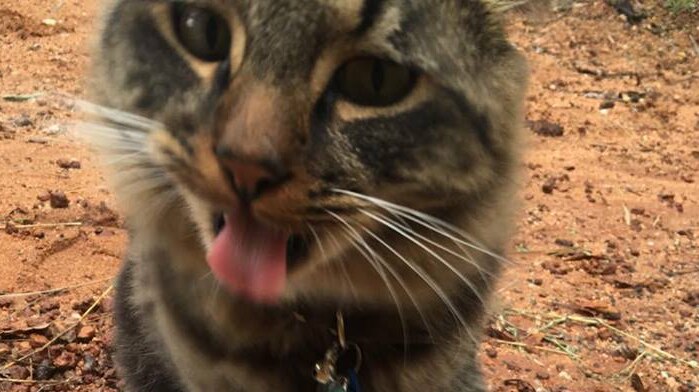 Cat tastes hail in Alice Springs.