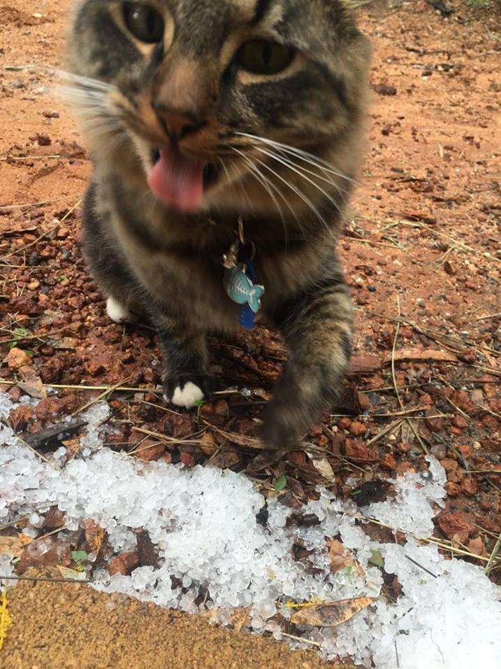 Cat tastes hail in Alice Springs.