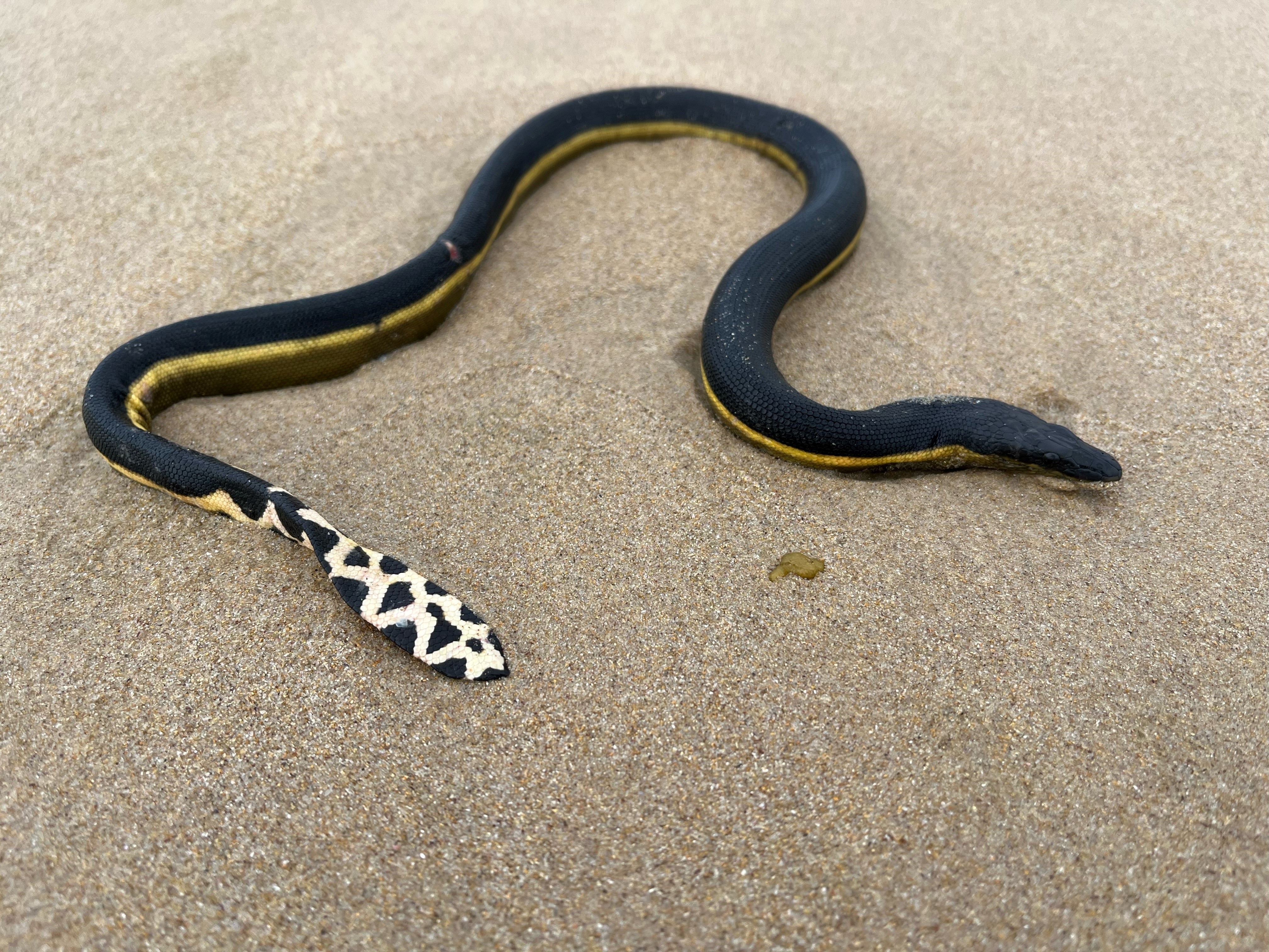 a close up of a snake with a spotty tail on the sand