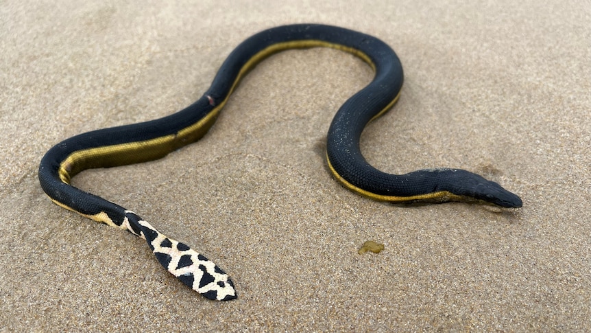 a close up of a snake with a spotty tail on the sand