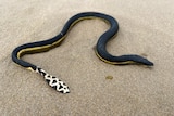 a close up of a snake with a spotty tail on the sand