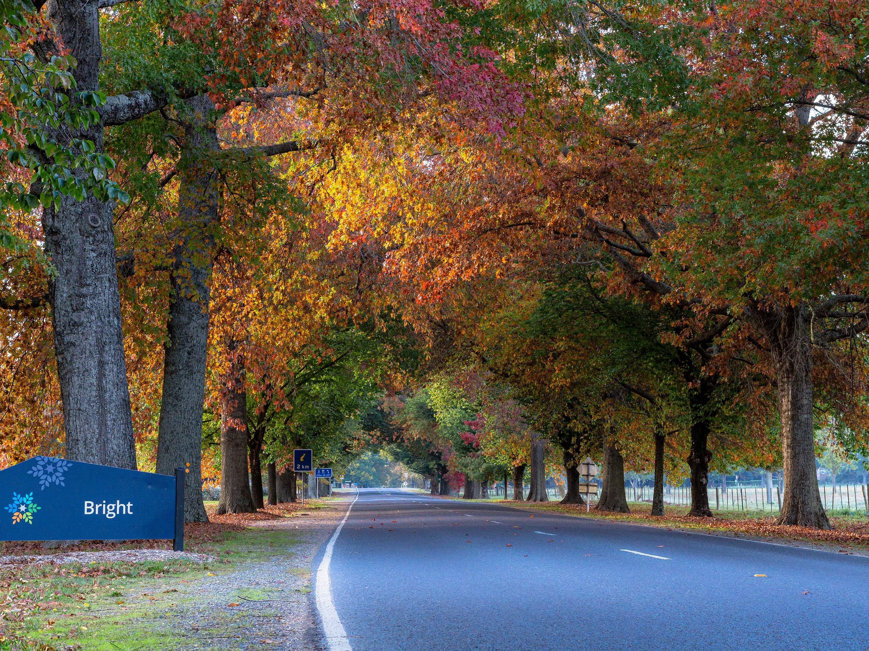 A welcome sign that says Bright on the side of a road lined with trees with colourful yellow and red autumn leaves