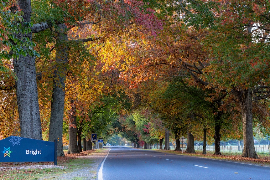 A welcome sign that says Bright on the side of a road lined with trees with colourful yellow and red autumn leaves