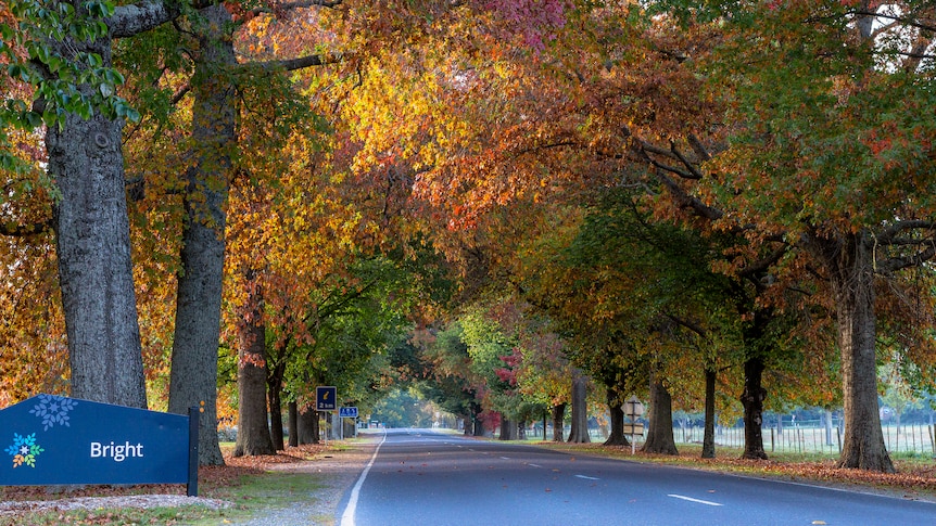 A welcome sign that says Bright on the side of a road lined with trees with colourful yellow and red autumn leaves