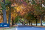 A welcome sign that says Bright on the side of a road lined with trees with colourful yellow and red autumn leaves