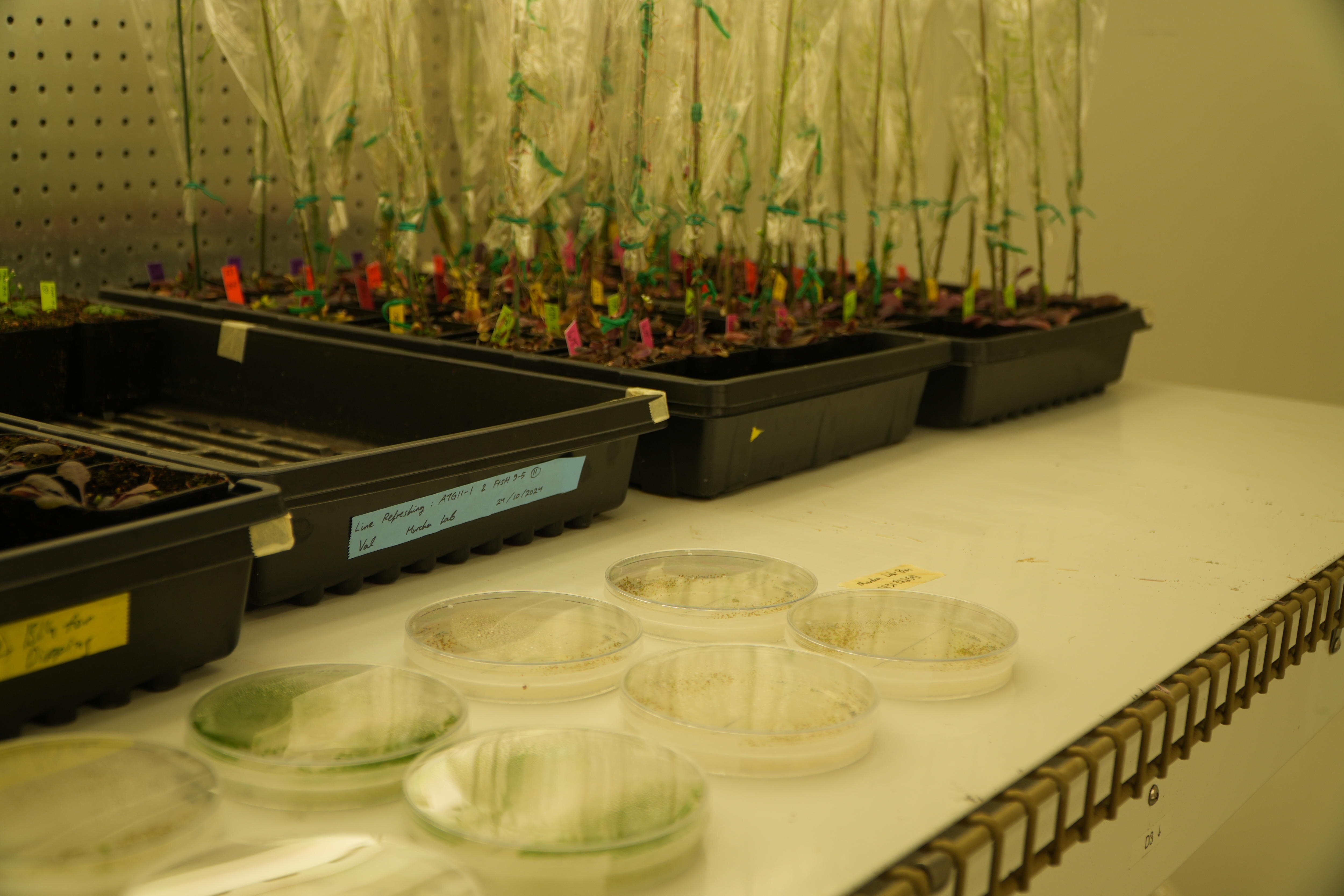 Plants growing in trays and Petri dishes as part of research on the Plants for Space project.