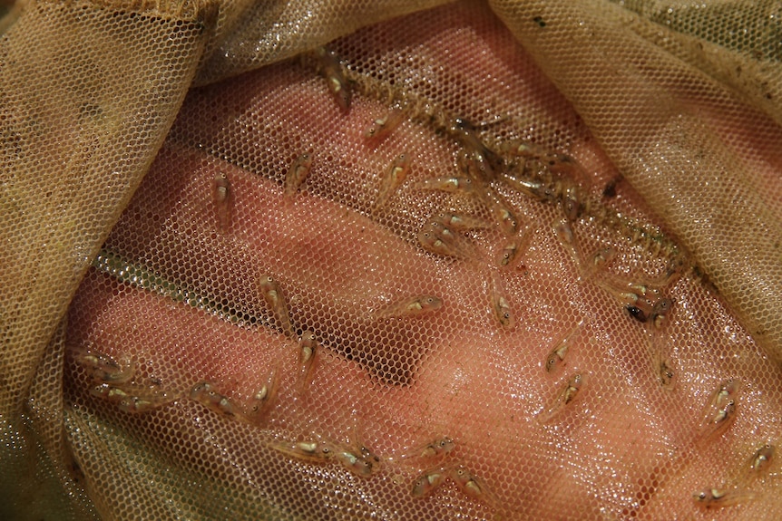 Murray Cod fingerlings in a net.