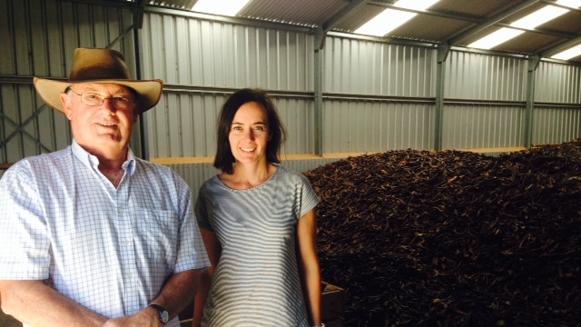 Two carob farmers standing in a shed full of carob pods