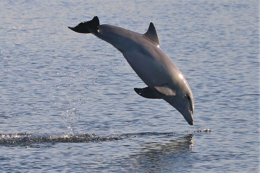 A dolphin jumps out of the water.