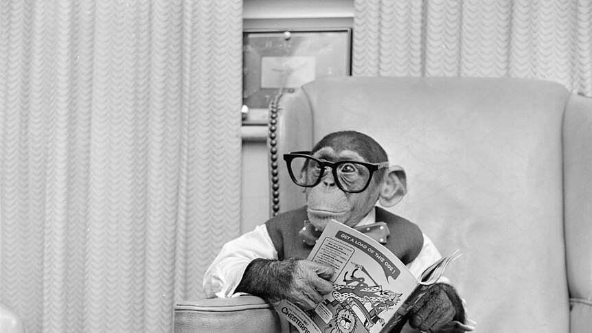 Young chimpanzee Kokomo Jr sits in a chair wearing glasses and holding a comic book at his owner's apartment in New York City