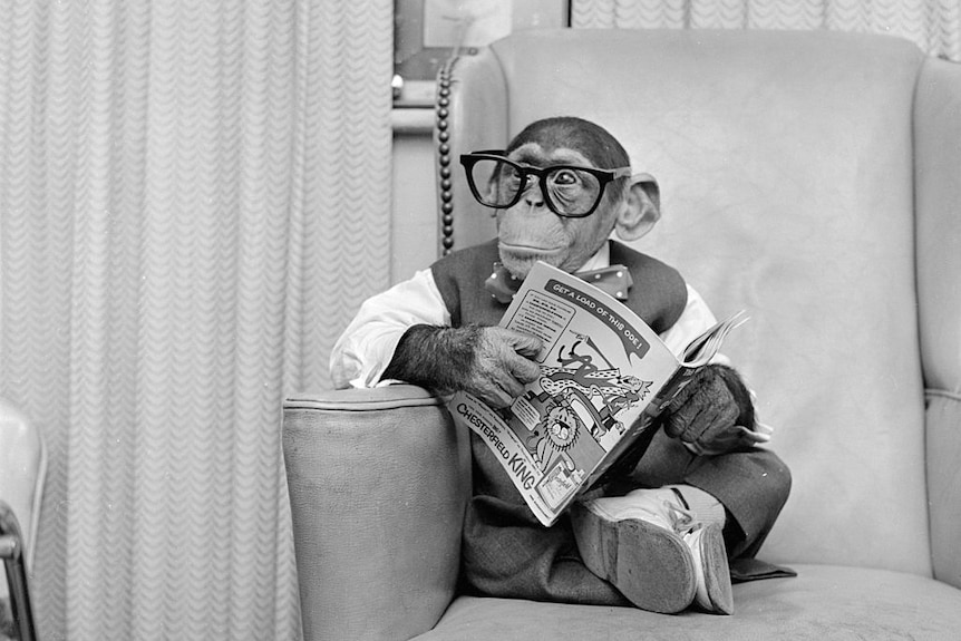 Young chimpanzee Kokomo Jr sits in a chair wearing glasses and holding a comic book at his owner's apartment in New York City