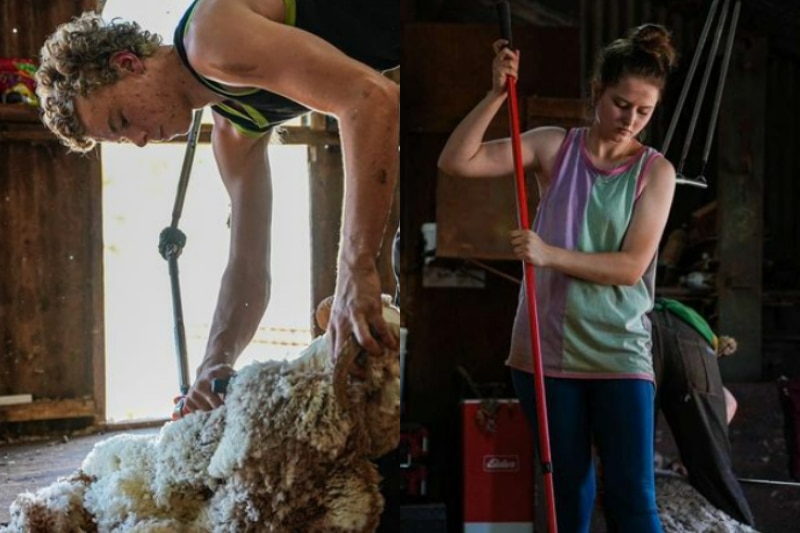 two young shearers working on the station. Boy shearing sheep and girls sweeps floors 