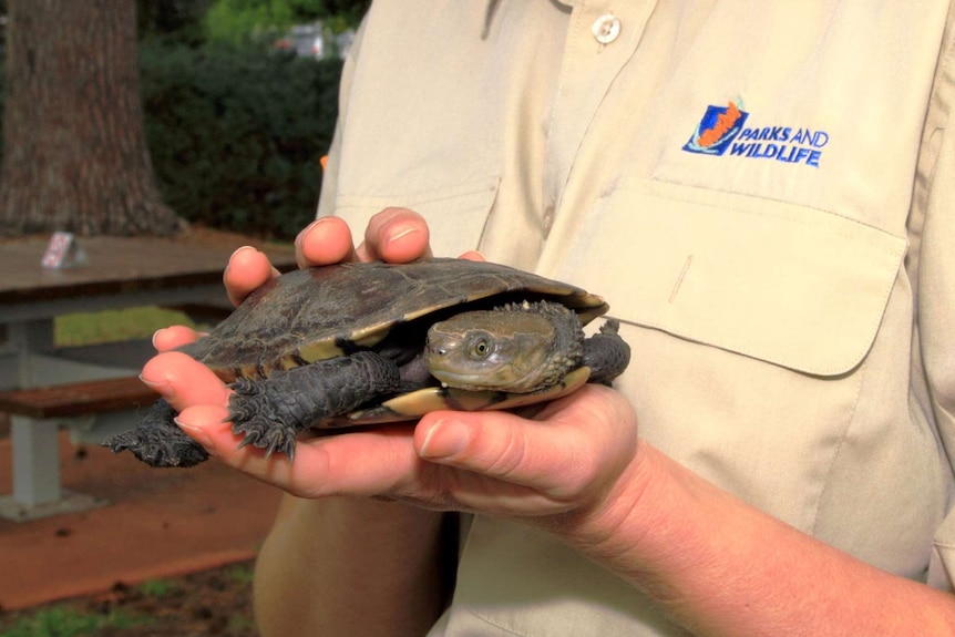 A western swamp tortoise is held by a Department of Parks and Wildlife employee.