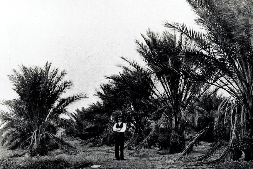 A black and white photo of a man standing with his arms crossed in front of a number of large date palms.