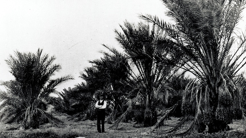 A black and white photo of a man standing with his arms crossed in front of a number of large date palms.