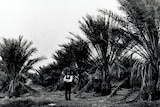 A black and white photo of a man standing with his arms crossed in front of a number of large date palms.