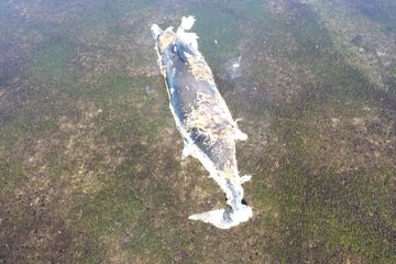 The decomposing carcass of a humpback whale.