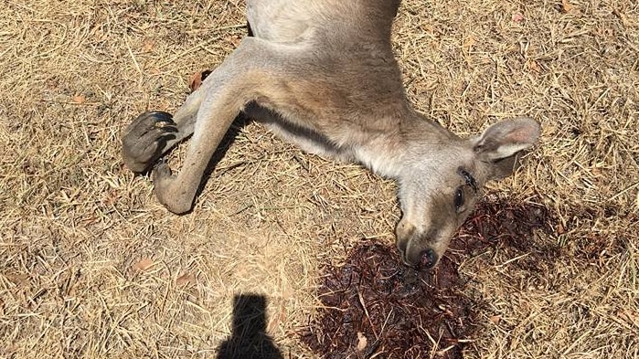 Dead kangaroo in Yackandandah