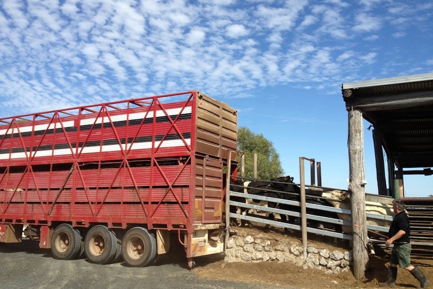 Cattle loaded onto a truck