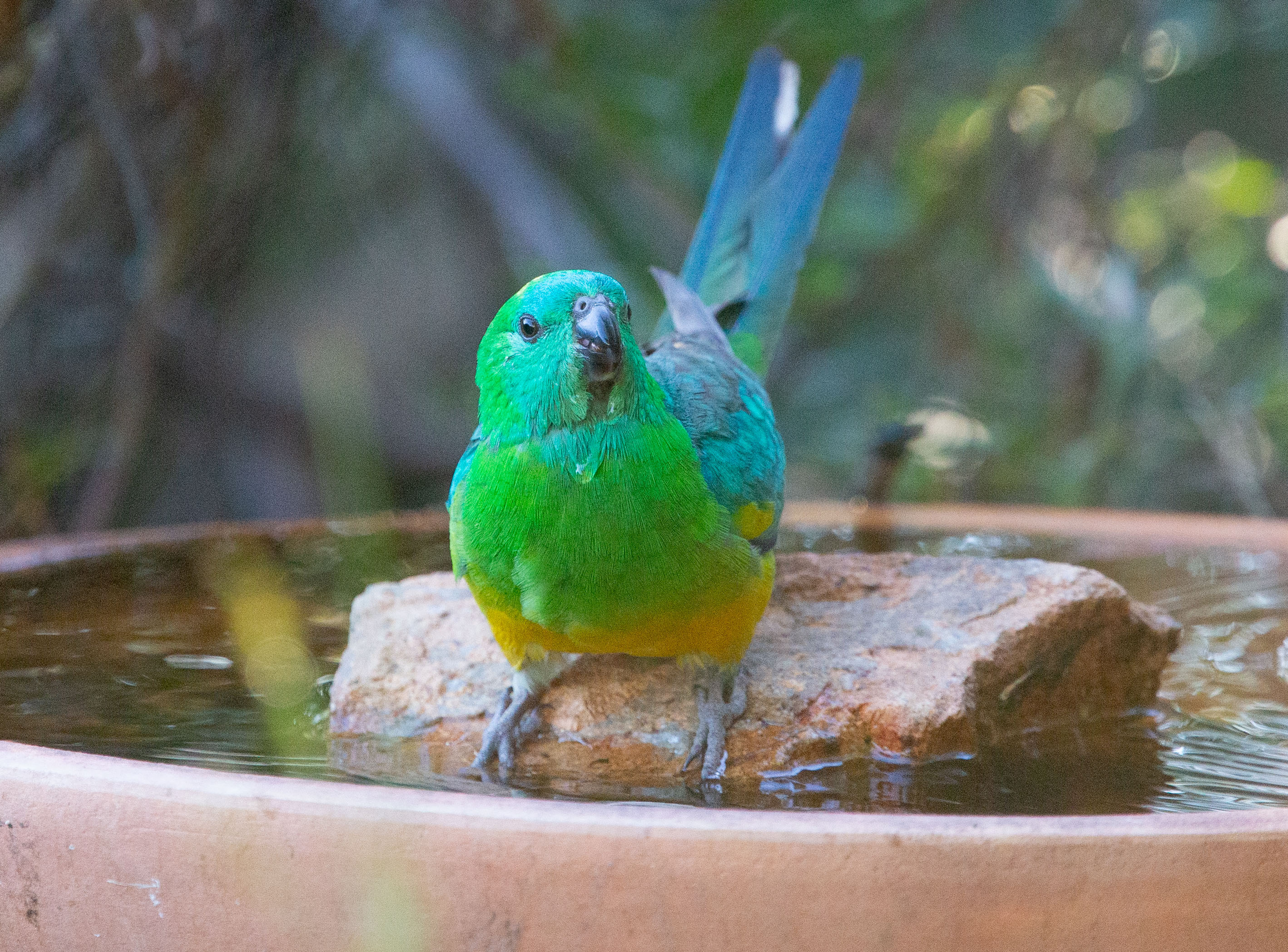 Blue-green parrot with yellow breast.