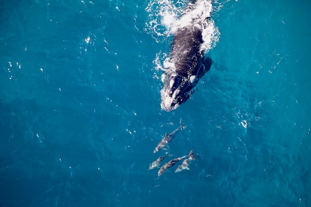 A large whale with three calves in front of it in water.