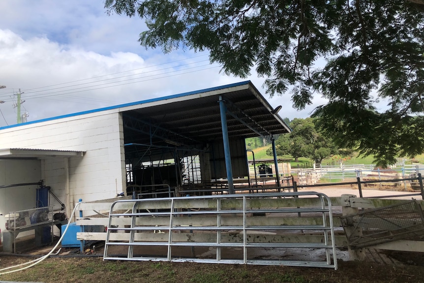 A white and blue dairy shed under a tree with a big gate leaning against it.