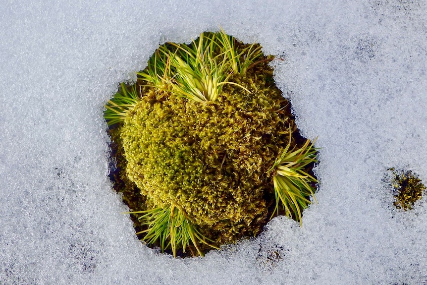 Moss are the dominant component of the vegetation in ice-free coastal regions of Antarctica