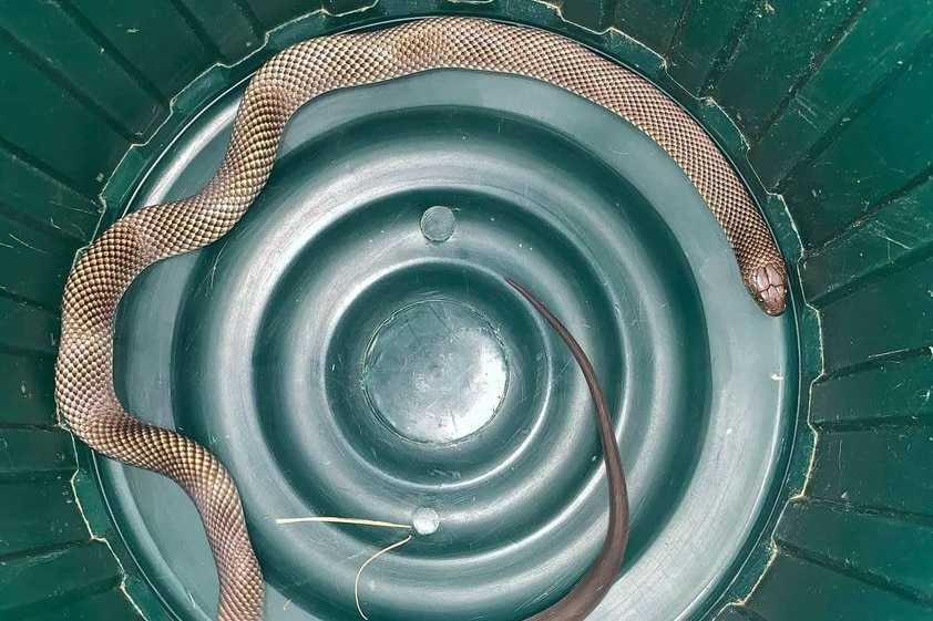 The king brown snake that bit the girl contained in a large green bin.