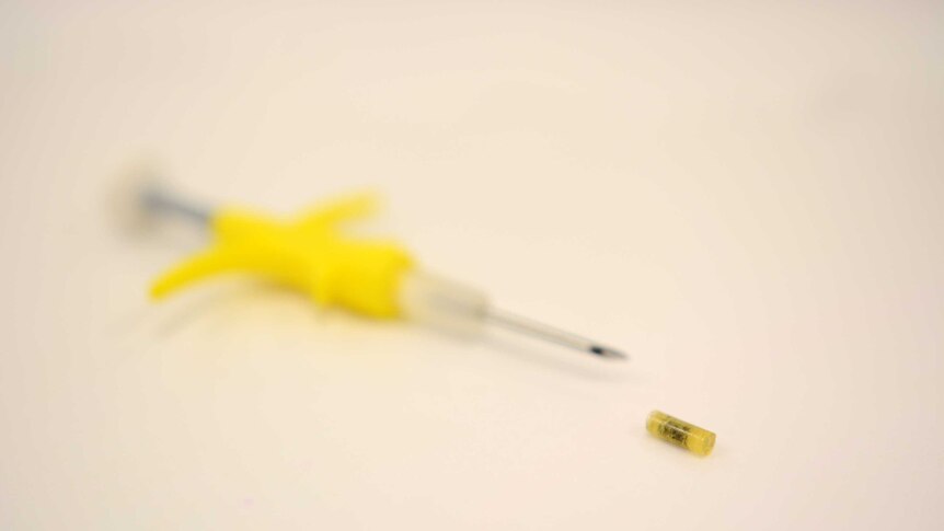 Researchers have created a rice sized implant which can be injected into native animals, making them toxic to feral cats.