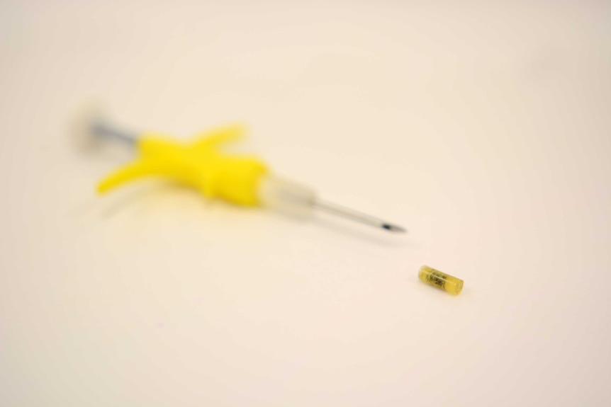 Researchers have created a rice sized implant which can be injected into native animals, making them toxic to feral cats.