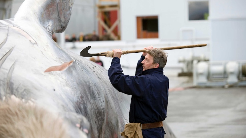A whalers cuts open and inspects the meat of a fin whale