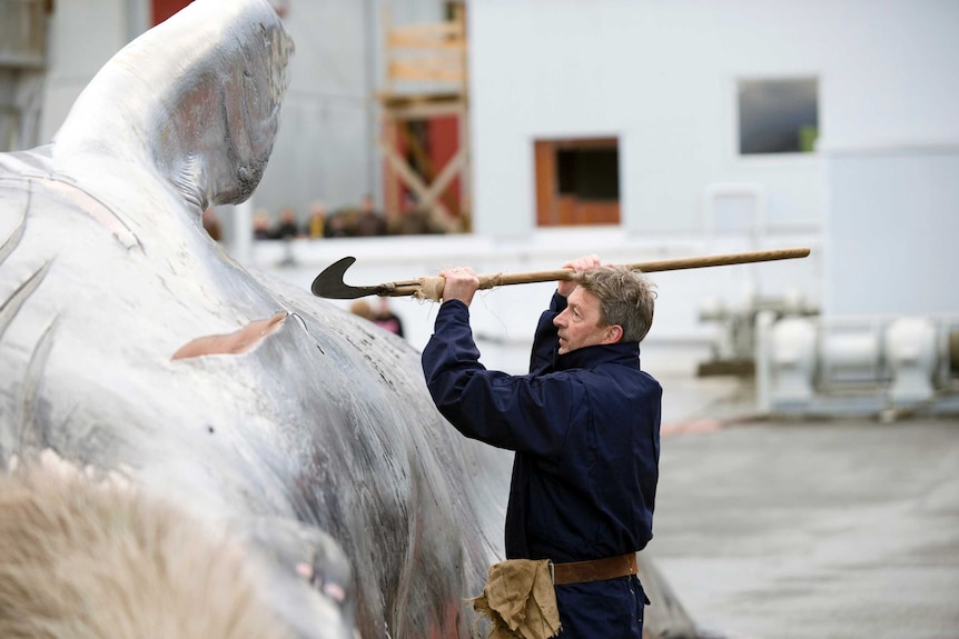 A whalers cuts open and inspects the meat of a fin whale